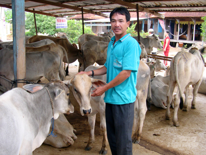 Mô hình nuôi vỗ béo bò để bán thịt đã giúp cho gia đình ông Chau Sóc, nông dân Khmer ở xã An Tức, Tri Tôn – An Giang vươn lên làm giàu. Ảnh: Lê Hoàng Vũ.