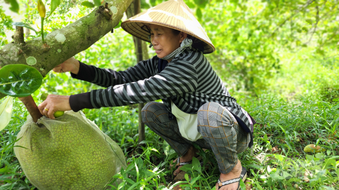 Bà con dân tộc Khmer ở thị trấn Cái Tắc thực hiện chuyển đổi đất lúa kém hiệu quả sang trồng mít thái, sầu riêng, chanh không hạt. Ảnh: Kim Anh.