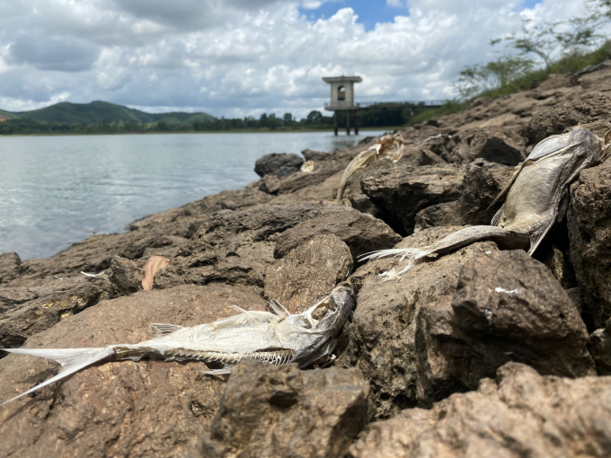 Chất lượng nước hồ Khe Lang ô nhiễm khiến cá chết hàng loạt.