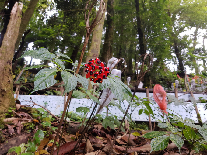 Sâm Ngọc Linh là loại cây dược liệu quý phân bố chủ yếu ở dãy núi Ngọc Linh trên địa bàn 2 tỉnh Quảng Nam và Kon Tum. Ảnh: L.K.