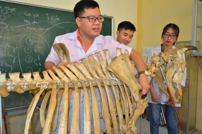 Một tiết học về cấu tạo xương động vật ở Học Viện Nông nghiệp Việt Nam. Ảnh: Dương Đình Tường.