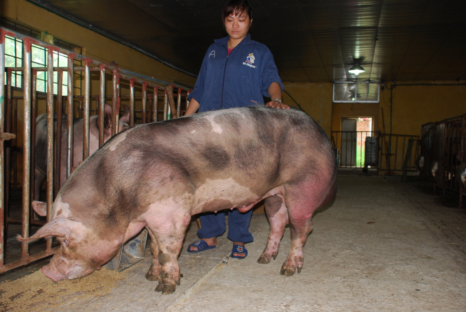 Chăn nuôi lợn giống ở một cơ sở thuộc Học Viện Nông nghiệp Việt Nam. Ảnh: Dương Đình Tường.