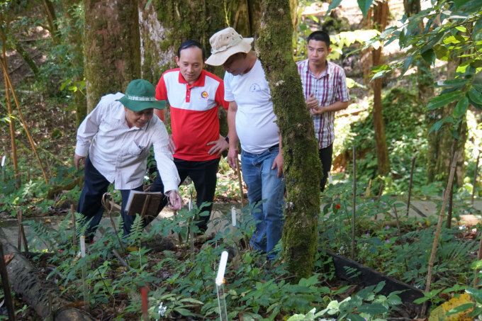 Many businesses have recently invested in planting Ngoc Linh ginseng and processing products from it. Photo: L.K.