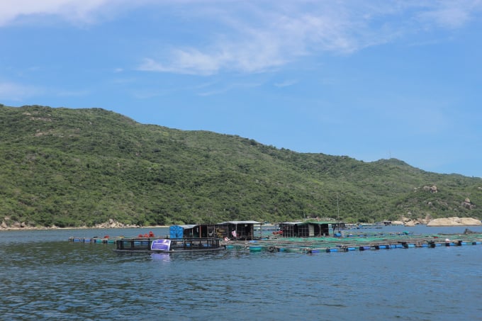 Nuôi biển trên vịnh Vân Phong, huyện Vạn Ninh (Khánh Hòa). Ảnh: KS.