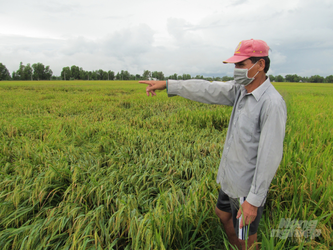 Do ảnh hưởng mưa nên việc thu hoạch lúa của bà con tại huyện Hồng Dân bị chậm lại. Ảnh: Trọng Linh. 
