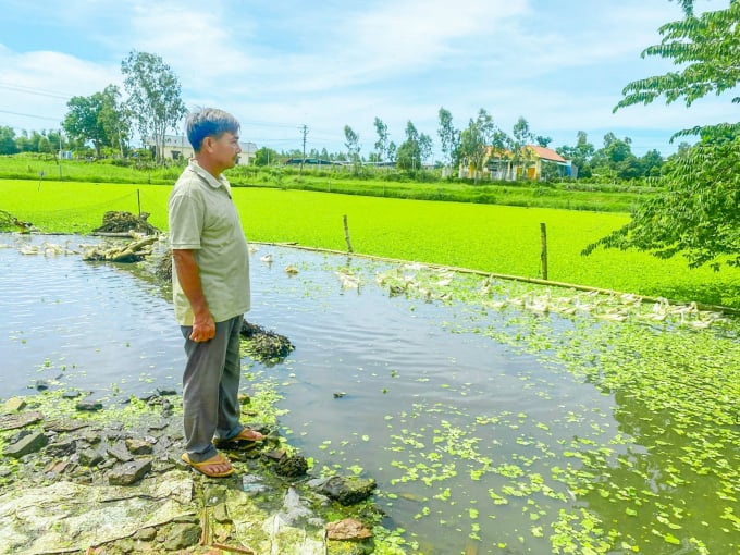 Gắn bó với ruộng vườn, ao chuồng, gia đình ông Nhựt vẫn sung túc nhờ chịu thương, chịu khó làm ăn. Ảnh: Lê Ngân.