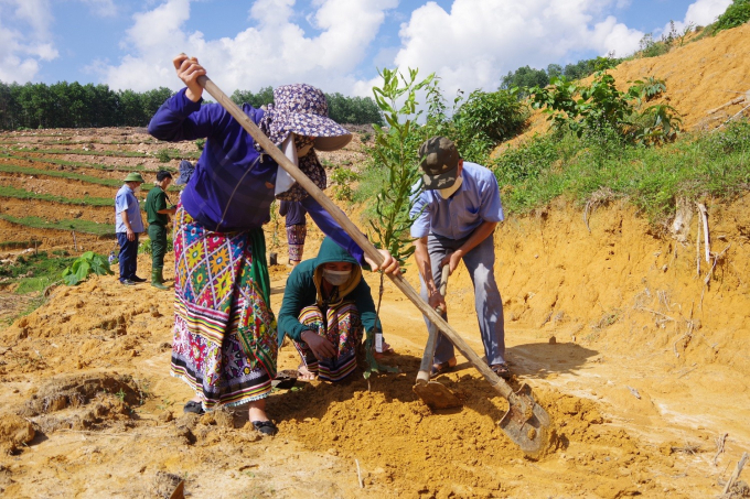 Macadamia trees were planted in 2021 in Ngoc Lam commune (Thanh Chuong district, Nghe An).  Photo: Vietnam Rural Magazine.