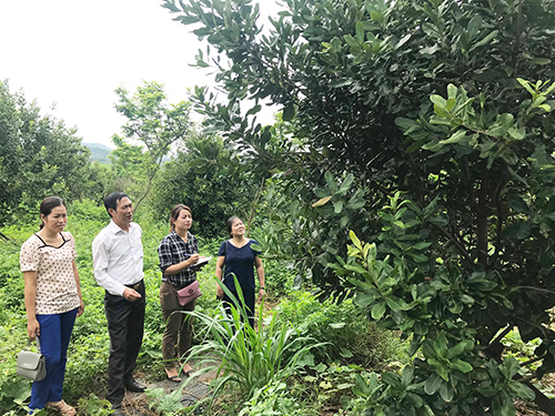 Macadamia trees are grown by some households in Nghia Lam commune, Nghia Dan district.  Photo: Nghia Dan Radio.