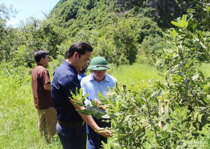 People's Committee of Con Cuong district (Nghe An) organized for commune officials to visit and learn from the model of growing macadamia trees in Thanh My commune, Thach Thanh district (Thanh Hoa) in 2019. Photo: Nghe An newspaper.