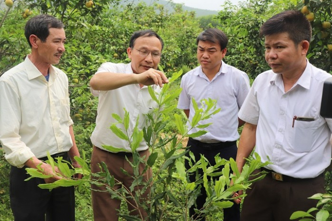 Nông dân đi thăm mô hình trồng cây mắc ca tại xã Yên Hợp (Qùy Hợp, Nghệ An). Ảnh: TN-MT.