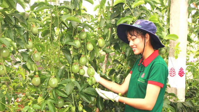 Passion fruit trees are very suitable for Gia Lai’s soil and climate. Photo: Dang Lam.