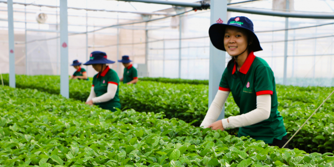 High quality passion fruit nursery at Red Pine International Joint Stock Company (Chu Puh district). Photo: Dang Lam.