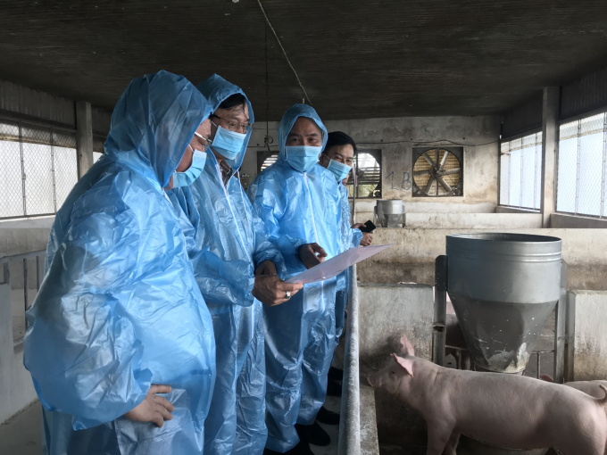 Đoàn công tác Bộ NN-PTNT do Thứ trưởng Phùng Đức Tiến dẫn đầu khảo nghiệm kết quả vacxin phòng Dịch tả lợn Châu Phi. Ảnh: BT.