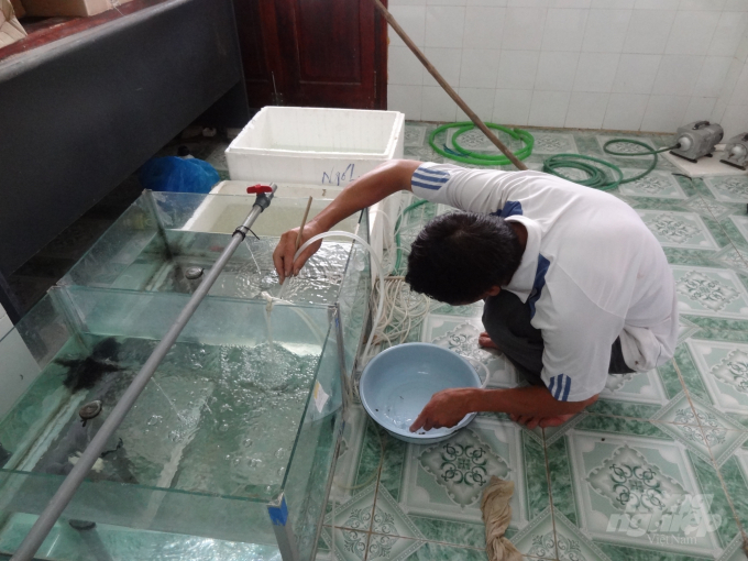 Hiện mỗi năm Trung tâm Thủy sản Tuyên Quang cung cấp ra thị trường khoảng 80 triệu con cá bột, 32 triệu con cá giống các loại và 60.000 con cá đặc sản các loại. Ảnh: Đào Thanh.