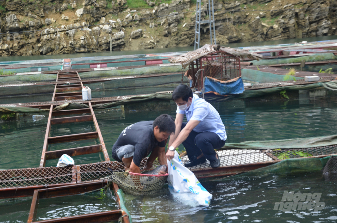 Nghề nuôi cá bản địa đặc sản giúp nhiều hộ dân ở Tuyên Quang có thu nhập tốt. Ảnh: Đào Thanh.