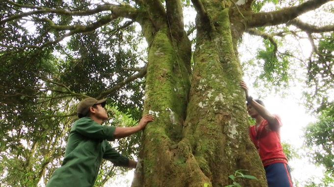 Ở huyện Nam Trà My (Quảng Nam) vẫn còn rất nhiều rừng quế với những cây cổ thụ có tuổi thọ từ vài chục đến cả trăm năm tuổi. Ảnh: Lê Khánh.