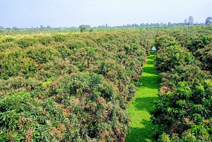 Vườn nhãn rộng 1,5ha của ông Trương Hoàng Phương ở ấp Phú Thuận A, xã Nhơn Phú, huyện Mang Thít. Ảnh: Kim Anh.