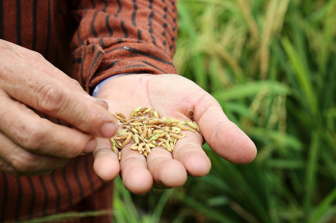 Để phòng, chống lúa cỏ, người dân cần sử dụng giống lúa đạt tiêu chuẩn chất lượng; không để giống lúa đối với ruộng đã bị nhiễm lúa cỏ từ vụ trước; loại bỏ hạt lép, lửng trước khi ngâm ủ. Ảnh: TL.