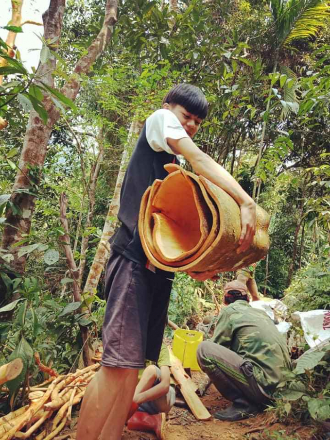 Những cây quế tự nhiên ở Nam Trà My cho chất lượng rất tuyệt hảo. Ảnh: Đăng Lâm.