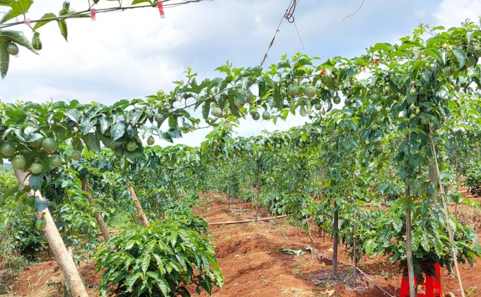 Hiện nay chanh leo được trồng xen trong các vườn cà phê, cao su, sầu riêng những năm đầu. Ảnh: Quang Yên.