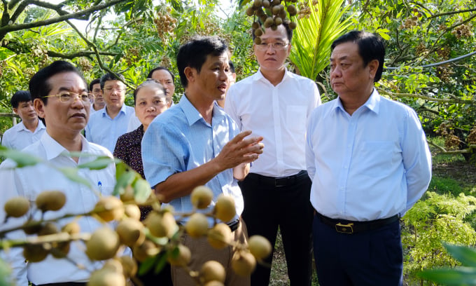 Bộ trưởng Lê Minh Hoan (ngoài cùng bên phải) cùng Đoàn công tác Bộ NN-PTNT thăm HTX sản xuất nhãn theo hướng hữu cơ tại Hưng Yên. Ảnh: Bảo Thắng.