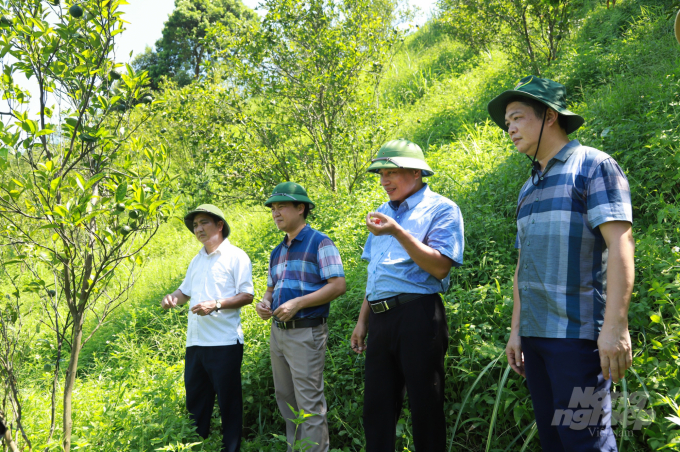 Ngành chức năng tỉnh Hà Giang kiểm tra thực tế các vườn cam bị bệnh hại. Ảnh: Nguyễn Tuấn.