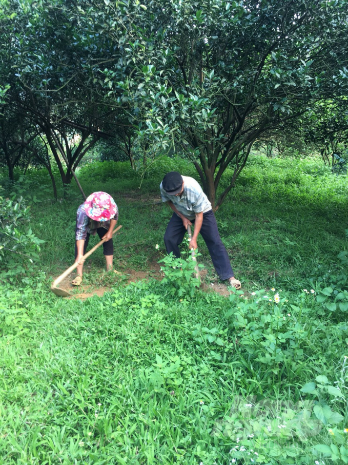 Việc trồng cam theo hướng hữu cơ là giải pháp bền vững nhất giúp phục hồi đất hiệu quả. Ảnh: Đào Thanh.