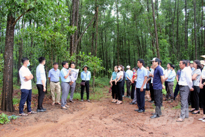 Các đại biểu tham dự diễn đàn tham quan mô hình trồng rừng gỗ lớn tại huyện Hải Lăng (Quảng Trị). Ảnh: VD.