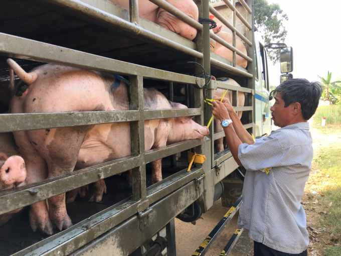 Bình Định kiểm soát chặt hoạt động vận chuyển lợn ra vào địa bàn để ngăn chặn dịch bệnh lây lan. Ảnh: LK.