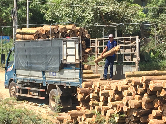 Gỗ rừng trồng được sử dụng làm nguyên liệu chế biến gỗ phải có đường kính lớn. Ảnh: V.Đ.T.
