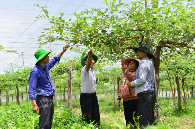 Viện Nha Hố đã xây dựng nhiều quy trình canh tác ứng dụng công nghệ cao, quản lý sâu bệnh hại… trên các đối tượng cây trồng cho vùng Nam Trung bộ. Ảnh: Mai Phương.