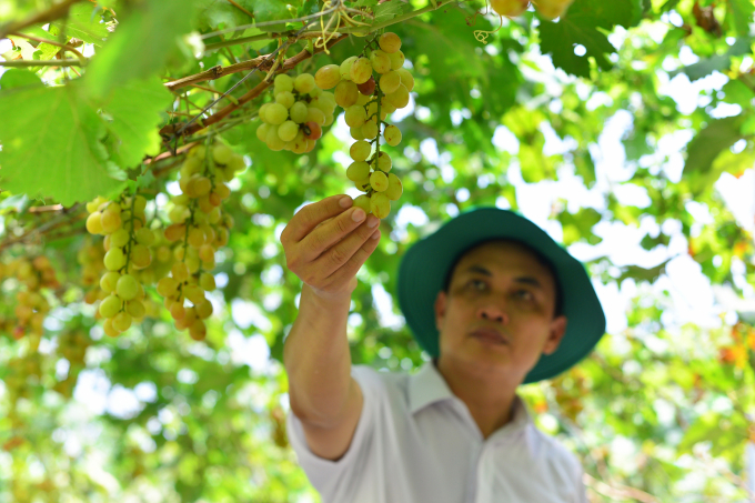 The model of vine cultivation researched and transferred by Nha Ho Institute has increased the economic efficiency by over 20% compared to traditional methods. Photo: Minh Hau.