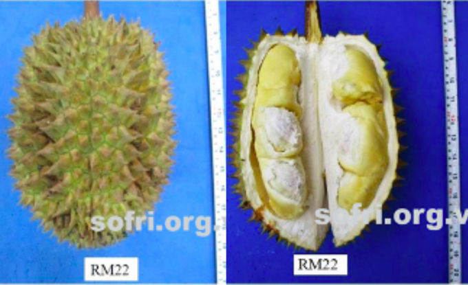 Dòng sầu riêng RM22 được Viện cây ăn quả Miền Nam lai tạo. Ảnh: TL.