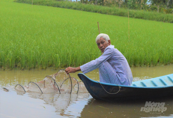 Kiên Giang có diện tích luân canh lúa - tôm hàng chục ngàn ha, rất thuận lợi để đầu tư sản xuất lúa theo các tiêu chuẩn VietGAP, GlobalGAP và hữu cơ. Ảnh: Trung Chánh.