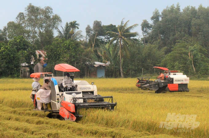 Ngày càng có nhiều doanh nghiệp lớn liên kết sản xuất với nông dân tại Kiên Giang cũng như các tỉnh ĐBSCL. Ảnh: Trung Chánh.