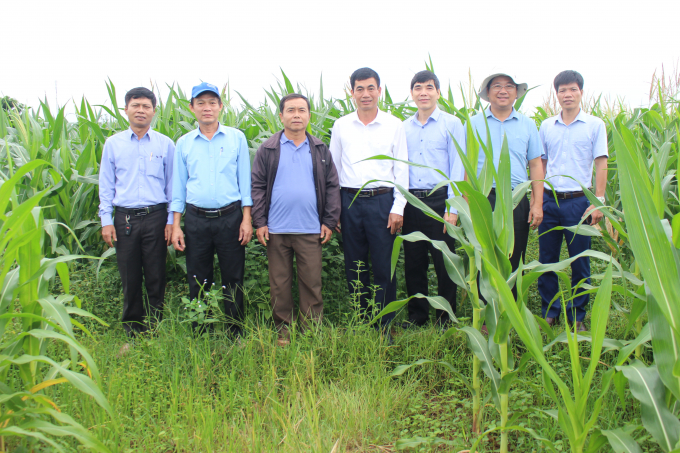 Mô hình chuyển đổi đất lúa thiếu nước sang trồng ngô sinh khối tại vùng đồng bào thiểu số xã Linh Trường (Gio Linh, Quảng Trị) cho hiệu quả tốt. Ảnh: Việt Toàn.