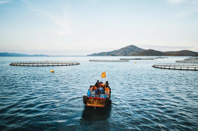 Asian sea bass farming area applying Norwegian technology of Australis Vietnam Seafood Co., Ltd in Van Phong Bay. Photo: KS.