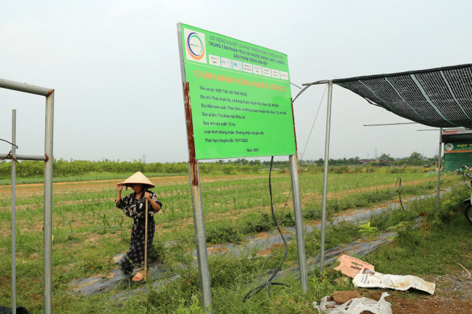 Diện tích sản xuất cây dược liệu 13ha của HTX Tâm Ngọc (xã Đông Xuân, huyện Sóc Sơn, Hà Nội) hiện đã được cấp chứng nhận nông nghiệp hữu cơ. Ảnh: Diệu Vy.