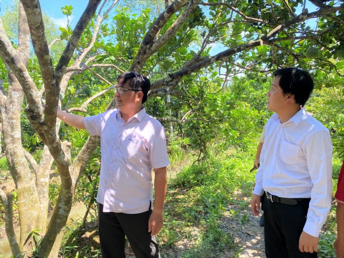 Cán bộ Agribank Bến Tre thăm vườn bưởi da xanh của ông Đàm Văn Long (bên trái) ở xã An Khánh, huyện Châu Thành, tỉnh Bến Tre. Ảnh: Minh Phúc.