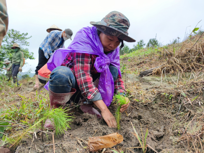 Công tác trồng rừng tại huyện Chư Păh. Ảnh: Tuấn Anh