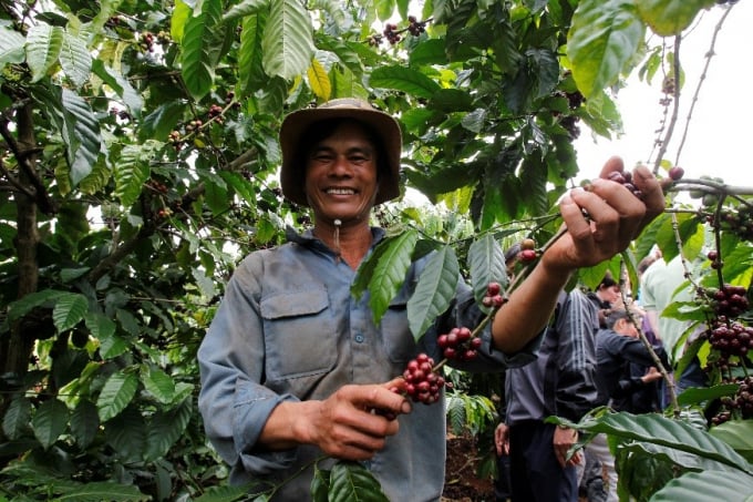 Hiện nay, việc sản xuất cà phê nói riêng, các cây trồng cạn nói chung chưa được chú trọng các giải pháp để sản xuất giảm phát thải... Ảnh: TL.