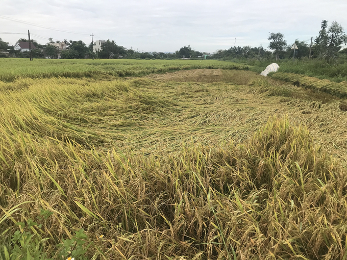 Nhiều diện tích sản xuất lúa giống ở HTX Nông nghiệp Phước Hưng (huyện Tuy Phước, Bình Định) bị mưa lớn làm ngã đổ. Ảnh: V.Đ.T.