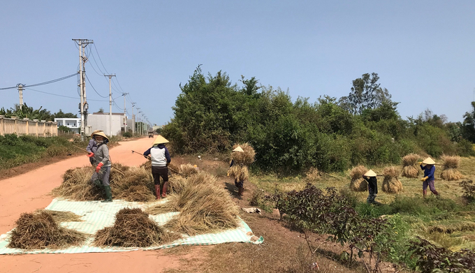 Lúa hè thu 2022 ở Bình Định bị ngã đổ được nông dân cấp tập thu hoạch thủ công để tránh thiệt hại. Ảnh: V.Đ.T.
