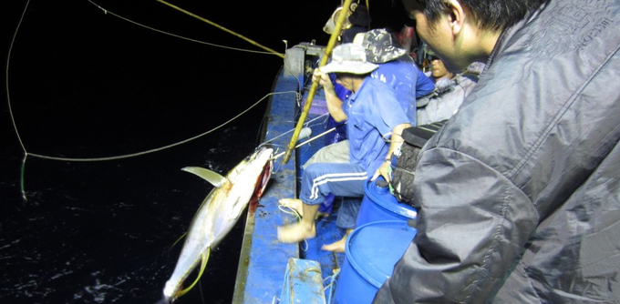 Cách câu cá ngừ đại dương truyền thống của ngư dân Bình Định. Ảnh: CCTSBĐ.
