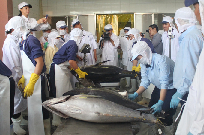 Những con cá ngừ đại dương của ngư dân Bình Định đánh bắt được chọn để xuất khẩu sang thị trường Nhật Bản. Ảnh: V.Đ.T.