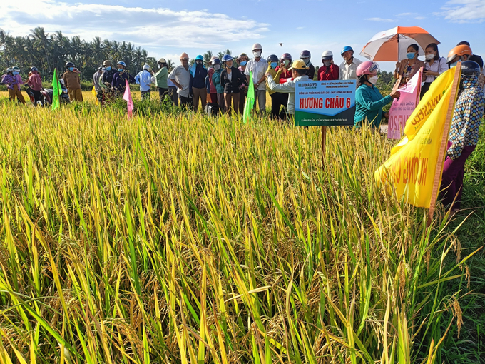 Nông dân tham quan mô hình sản xuất lúa hữu cơ Hương Châu 6 của VinaSeed Group. Ảnh: V.Đ.T.