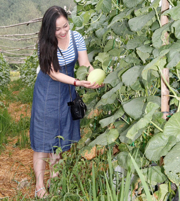 Mô hình trồng dưa lưới công nghệ cao của HTX Nông nghiệp 2 Nhơn Thọ (thị xã An Nhơn, Bình Định). Ảnh: V.Đ.T.