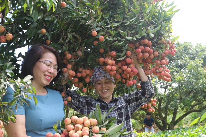 Bà Trần Thị Nghĩa (bên trái ảnh) chủ nhiệm dự án và hộ dân trồng vải phấn khởi với kết quả ban đầu. Ảnh: Đinh Mười.