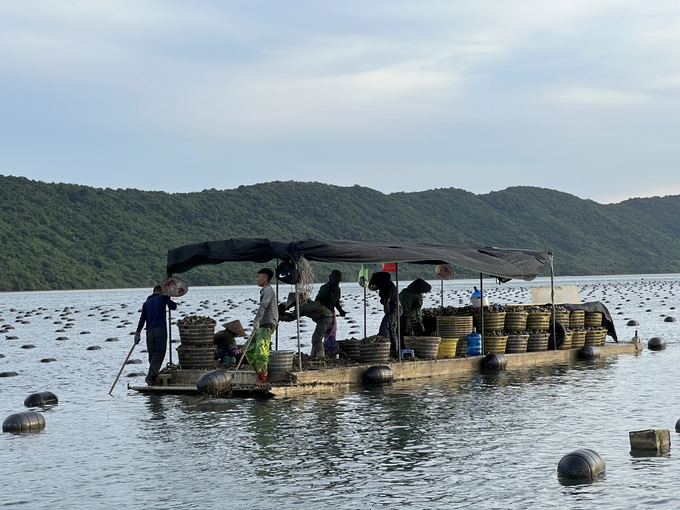 Hiện đã có 61 hộ nuôi cá nhân và một doanh nghiệp với 532 lồng bè quy mô 336ha tại Vân Đồn đã được cấp giấy xác nhận nuôi trồng thủy sản. Ảnh: Minh Phúc.