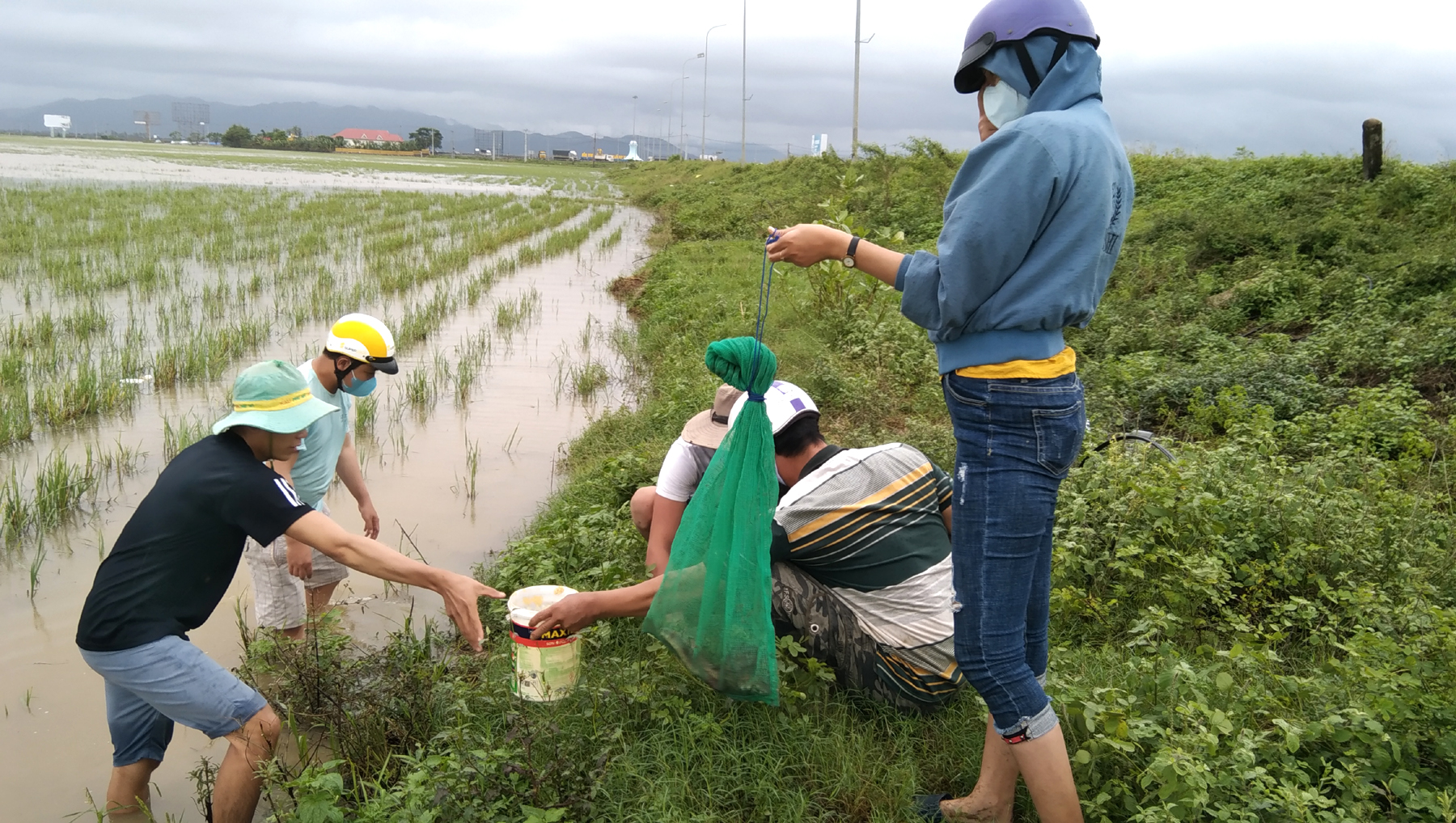 Đổ nước vào hang bắt chuột trên cánh đồng TP Tuy Hòa. Ảnh: Mạnh Hoài Nam